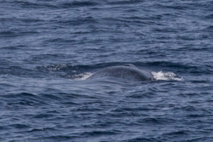 7-blue-whale