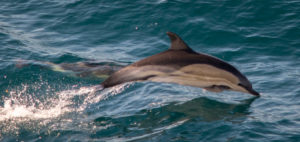 03-05-16-common-dolphin-breaching