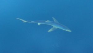 blue-shark-taken-from-ferry-2016