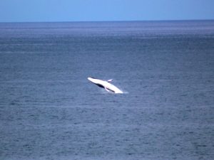 orca-breaching-fin-whale-april-2017
